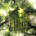Zwitscherbox Classic Forest Huisje met Vogelgeluiden│Relaxound│art. 11ZBX0701004│met bomen op achtergrond