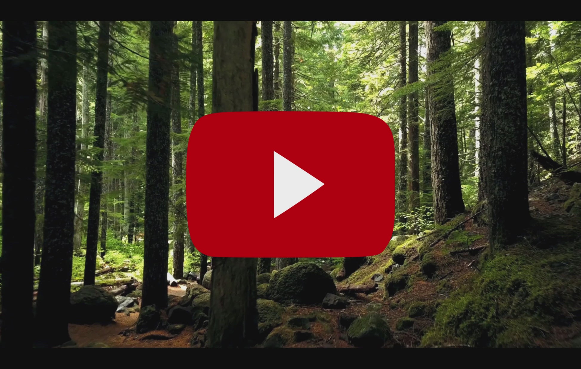 Zwitscherbox Classic Forest Huisje met Vogelgeluiden│Relaxound│art. 11ZBX0701004│geluidsfragment met video in bos