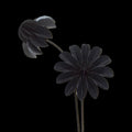 Paperflowers Special edition Zwart│Jorine Oosterhoff│foto zwarte achtergrond